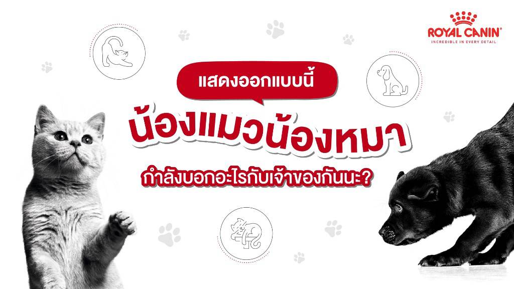 Royal Canin น้องแมวน้องหมา