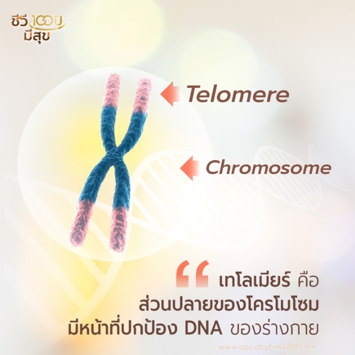 telomere 01