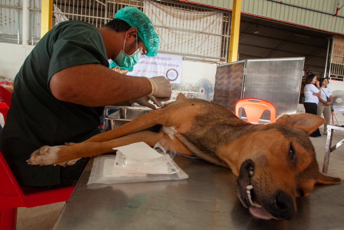 องค์กรพิทักษ์สัตว์แห่งโลกมอบวัคซีนป้องกันโรคพิษสุนัขบ้า 5