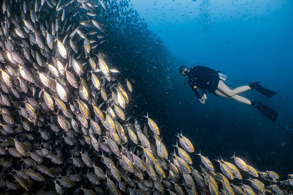 School of Fish at Sail Rock Koh Tao