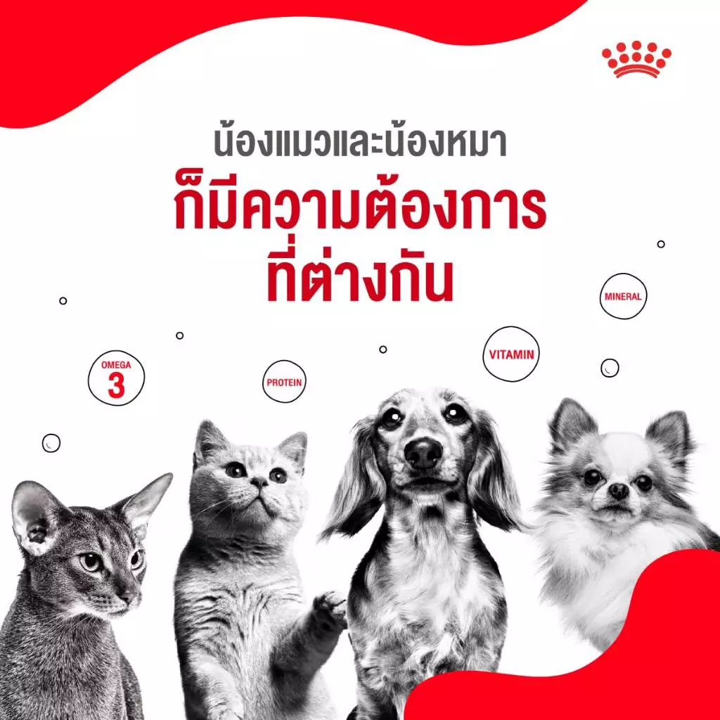 5 เหตุผลที่เราควรดูแลน้องแมวและน้องหมาเหมือนสมาชิกในครอบครัว 4 1670405641991
