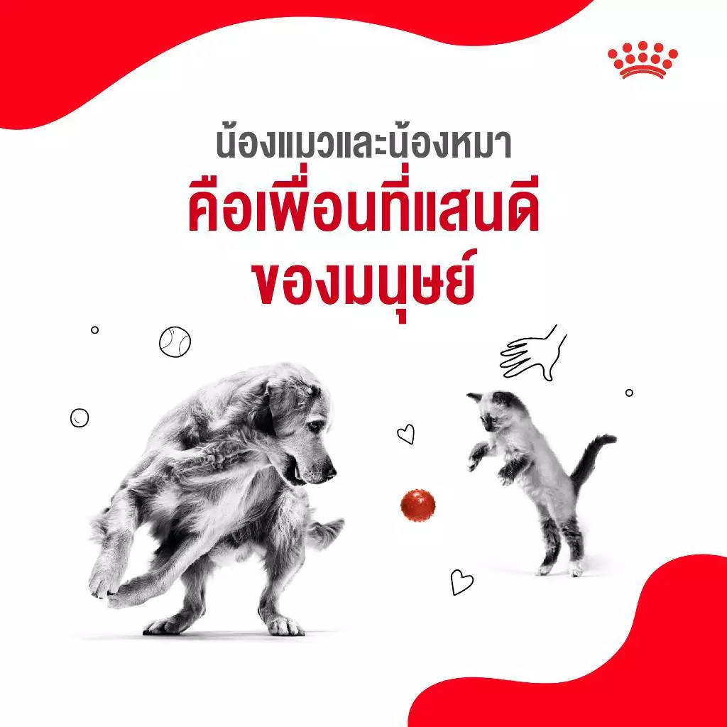 5 เหตุผลที่เราควรดูแลน้องแมวและน้องหมาเหมือนสมาชิกในครอบครัว 5 1670405642137