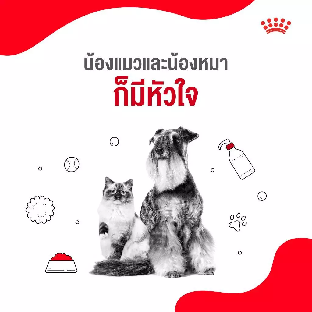 5 เหตุผลที่เราควรดูแลน้องแมวและน้องหมาเหมือนสมาชิกในครอบครัว 3 1670405642288