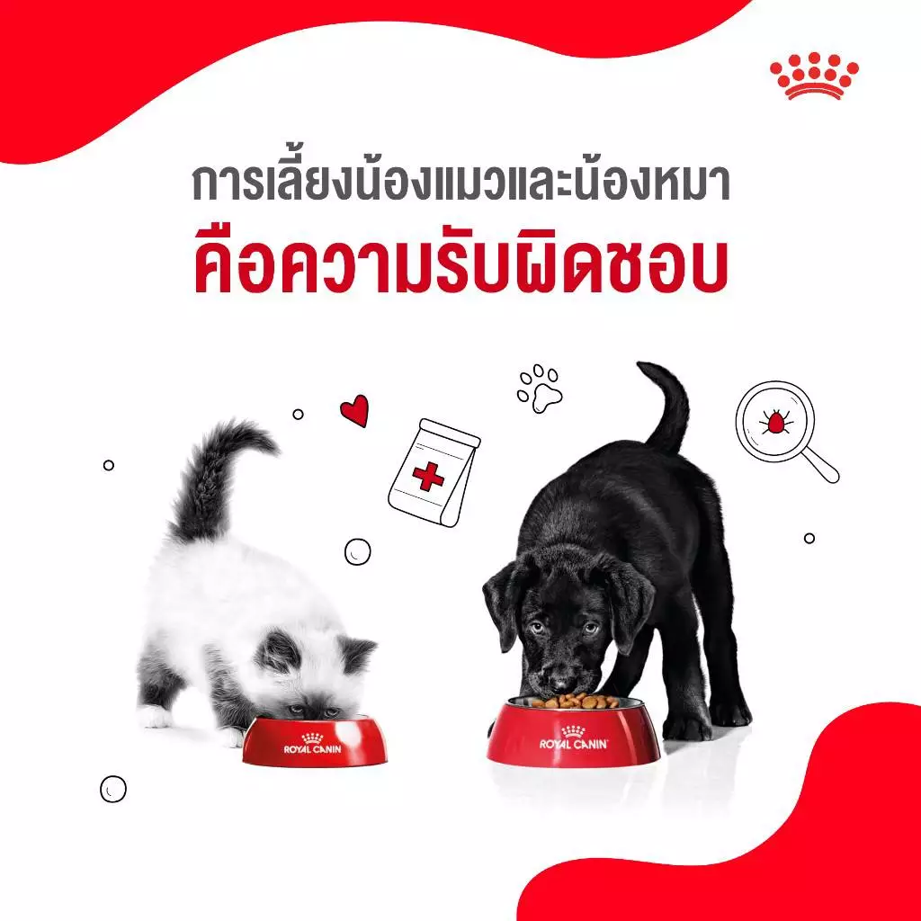 5 เหตุผลที่เราควรดูแลน้องแมวและน้องหมาเหมือนสมาชิกในครอบครัว 6 1670405642413